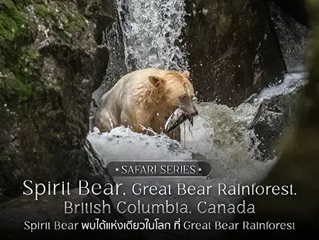 เที่ยว Great Bear Rainforest ตามหา Spirit Bear แคนาดา อัพเดท 2026